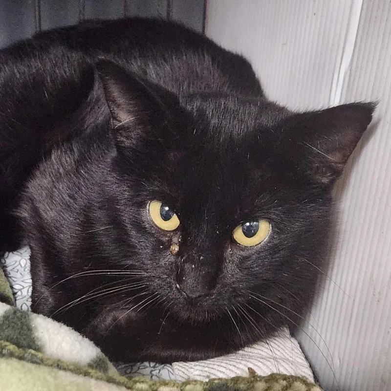 Merlin C thumbnail 4