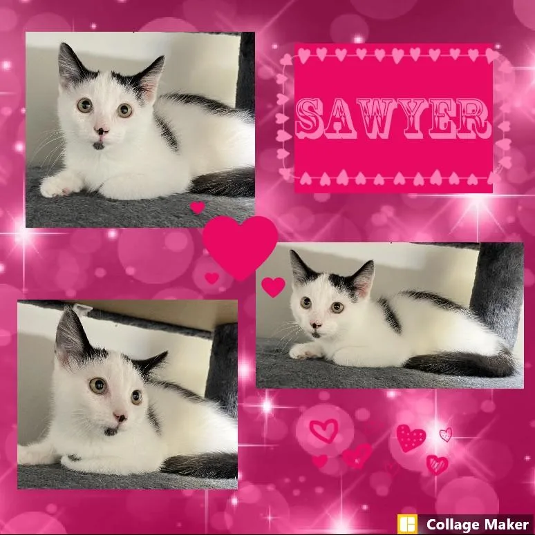 A young medium-sized female Domestic Short Hair cat named Sawyer for adoption in Clearfield, PA