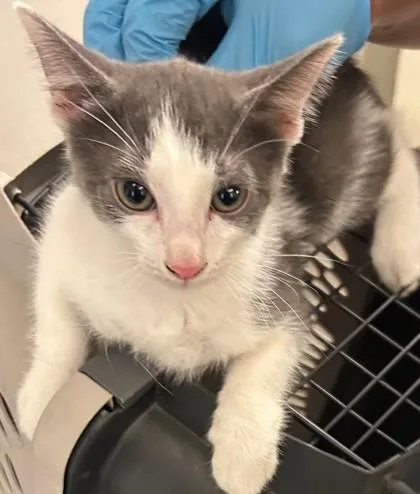 An adult small-sized male Domestic Short Hair cat named Ziggy for adoption in Shreveport, LA
