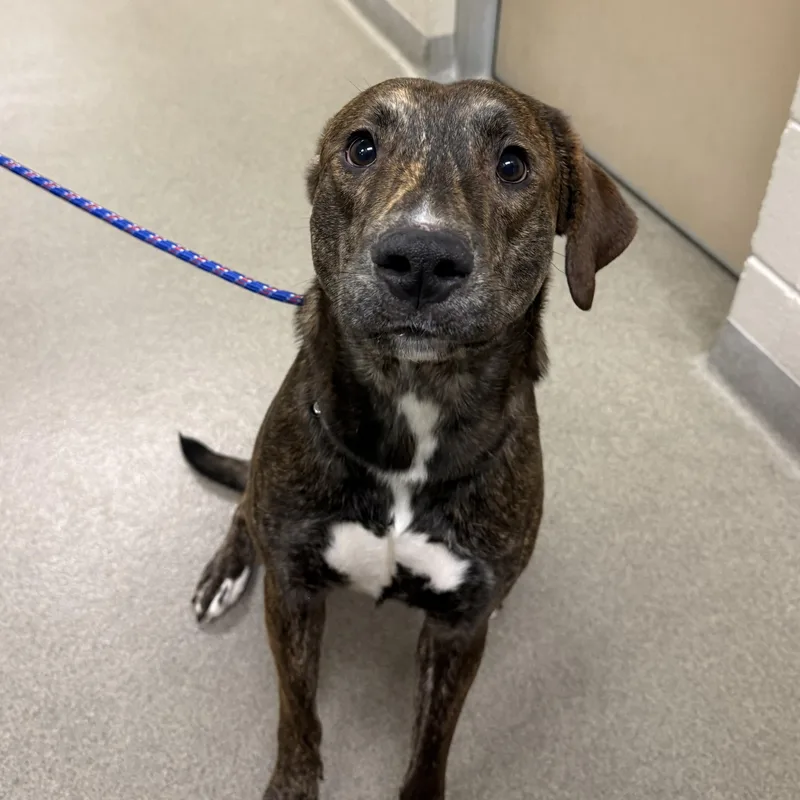 An adult medium-sized male Pit Bull Terrier dog named Michael for adoption in Kearney, NE