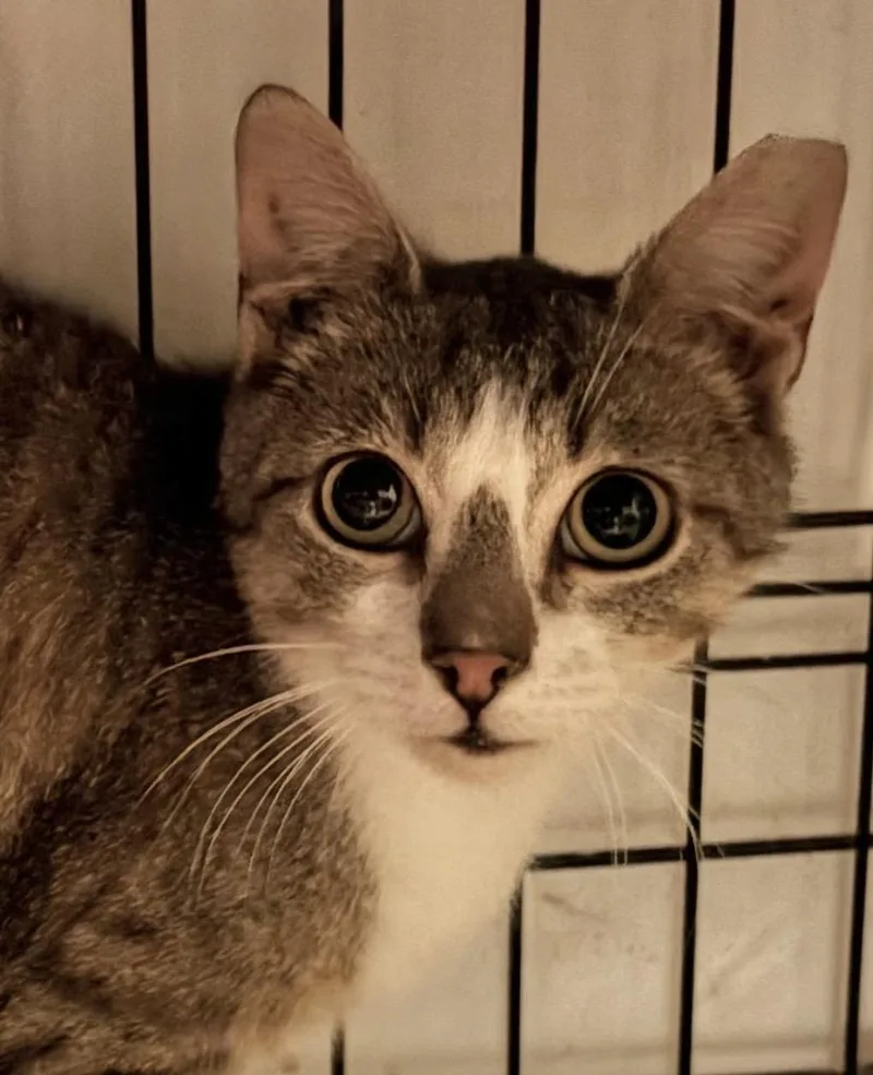 A baby medium-sized male Tabby (Brown / Chocolate) Domestic Short Hair cat named Hunter for adoption in Roslyn Heights, NY