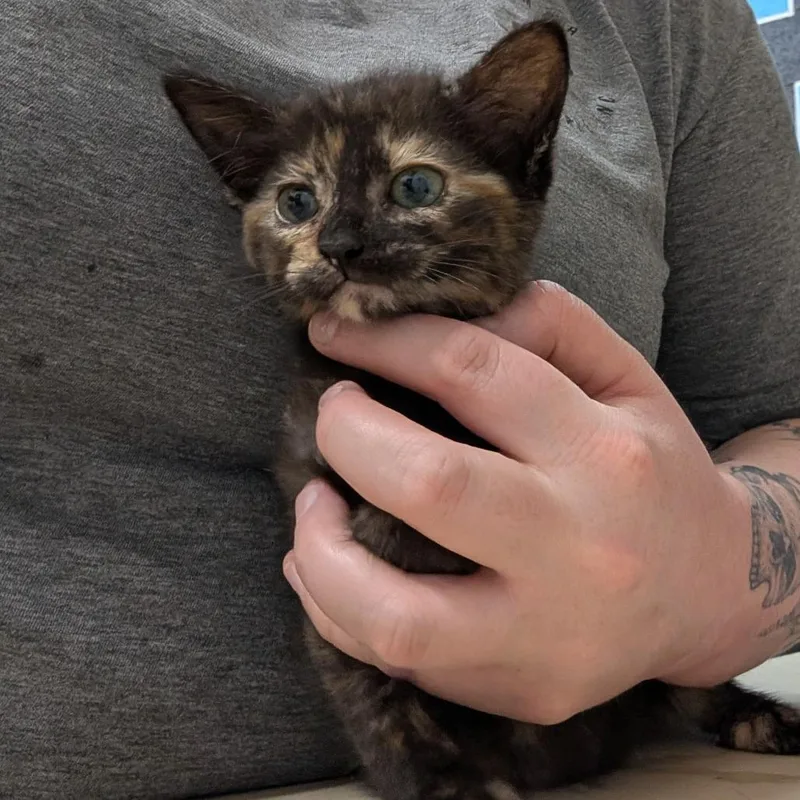A baby small-sized female Black Domestic Short Hair cat named Rune for adoption in Ardmore, OK