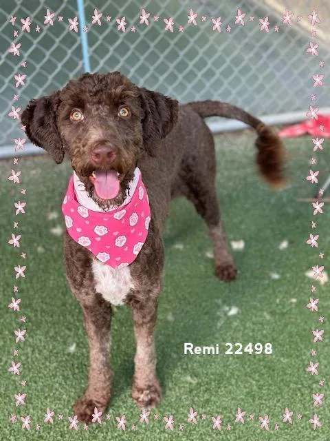 Remi