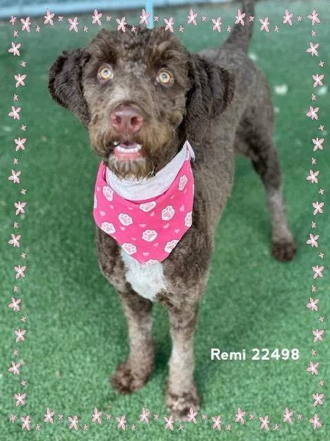 Remi thumbnail 2