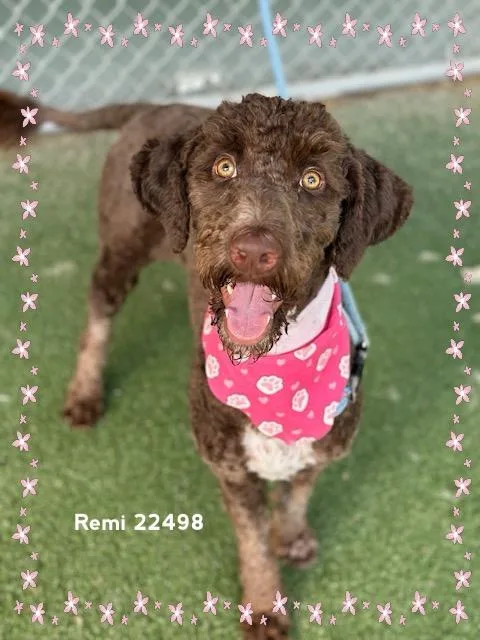 Remi thumbnail 3