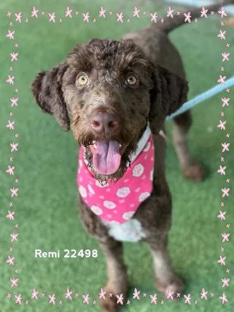 Remi thumbnail 4