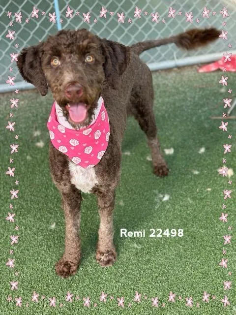 Remi thumbnail 5