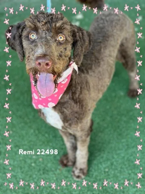 Remi thumbnail 6