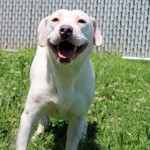 An adult large-sized female White / Cream Labrador Retriever dog named Irish for adoption in Marshall, VA