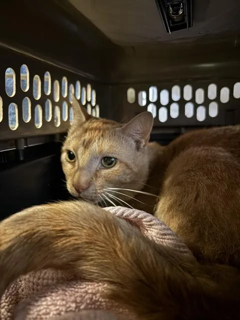 A young medium-sized male Domestic Short Hair cat named Gary for adoption in Brewster, MA
