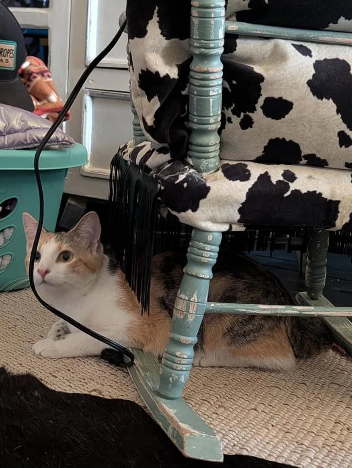 Priscilla thumbnail 3