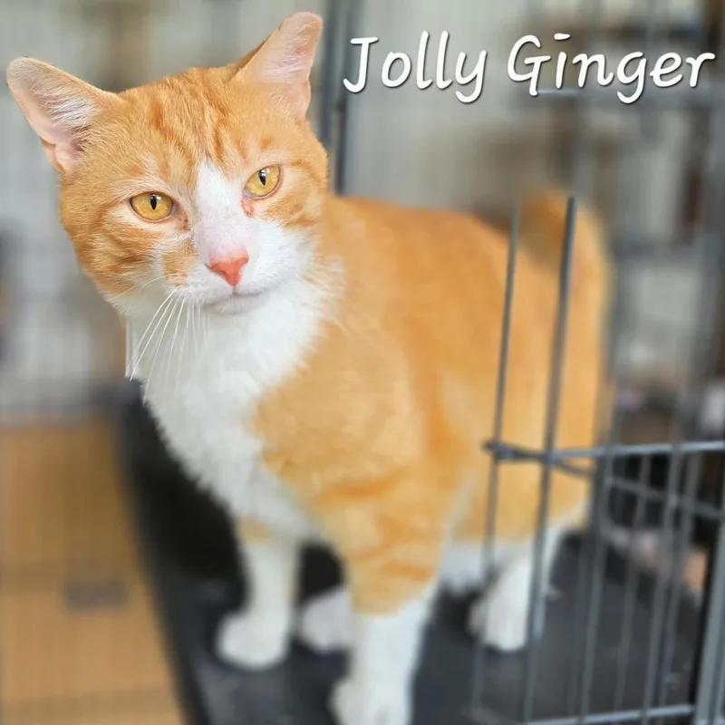 An adult large-sized male Orange / Red Domestic Short Hair cat named Jolly Ginger for adoption in Waldorf, MD