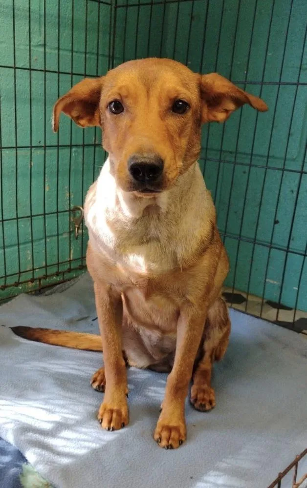 A baby medium-sized female Retriever dog named Daisy for adoption in New Lexington, OH