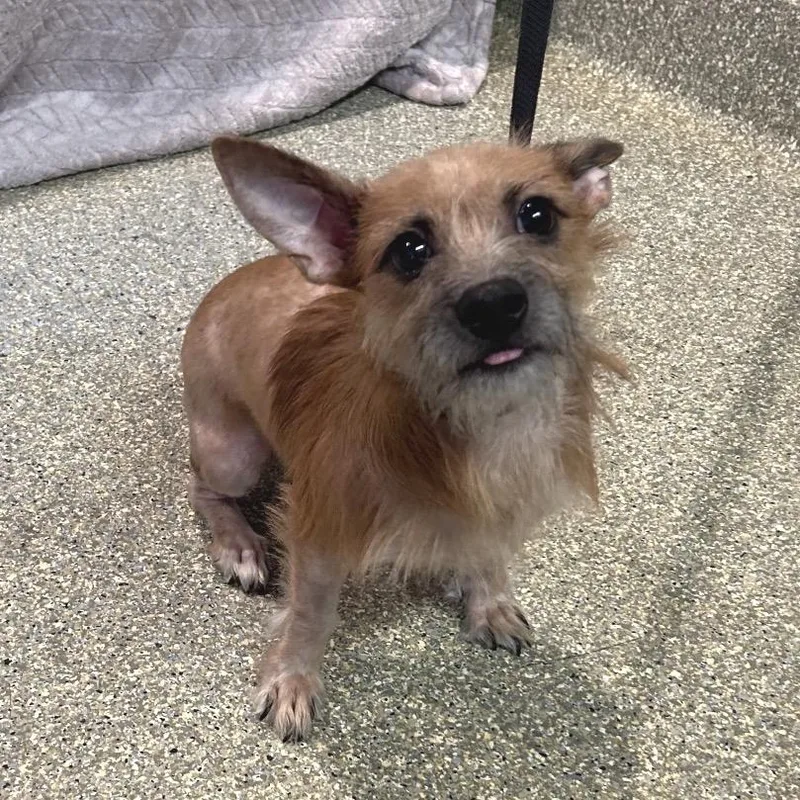 A young small-sized male Yellow / Tan / Blond / Fawn Terrier dog named Gizmo Chino hills for adoption in Chino Hills, CA