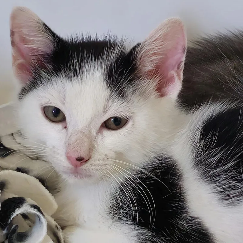 A baby small-sized male Domestic Short Hair cat named Tim for adoption in Cumming, GA