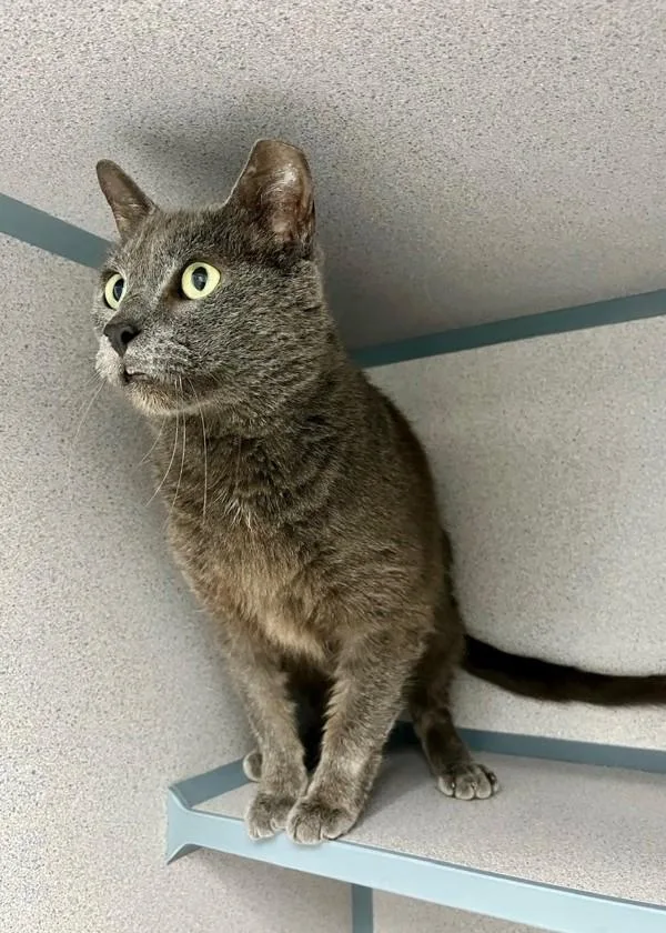 A senior large-sized male Domestic Short Hair cat named Bubba for adoption in Skillman, NJ
