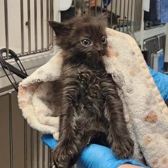 A baby small-sized male Black Domestic Short Hair cat named Aguacate for adoption in Tacoma, WA