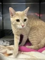 A young medium-sized male Orange & White Domestic Short Hair cat named McCree for adoption in Cibolo, TX