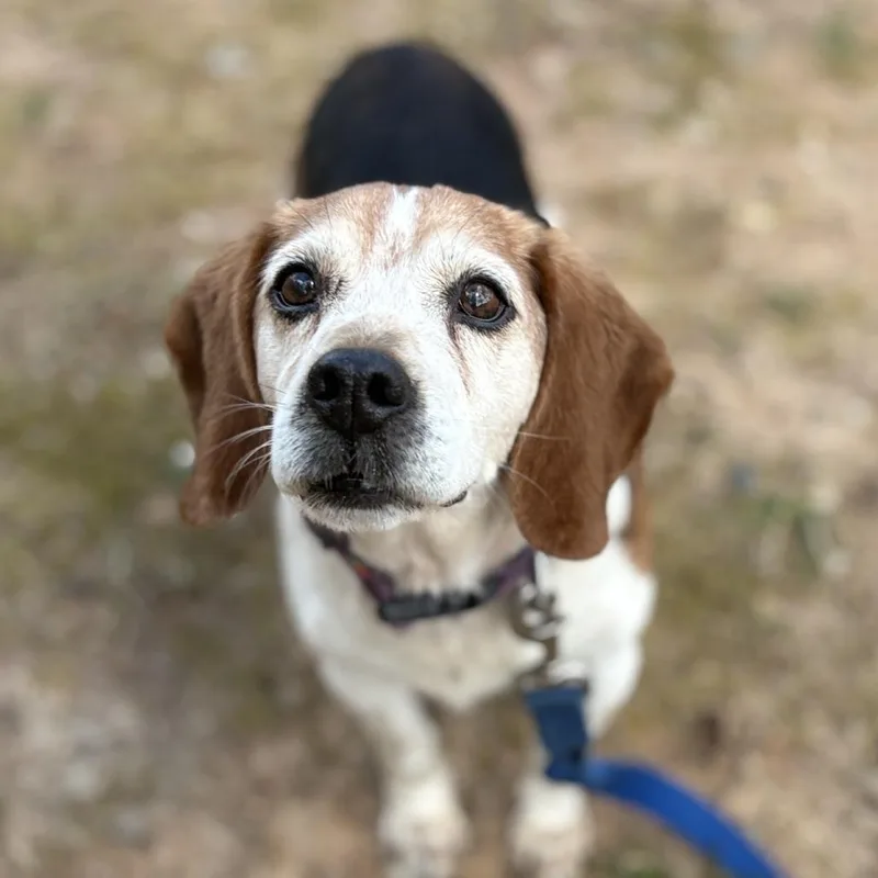 Chop Stick thumbnail 4