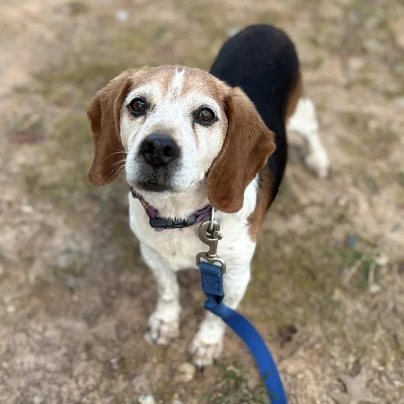 Chop Stick thumbnail 5