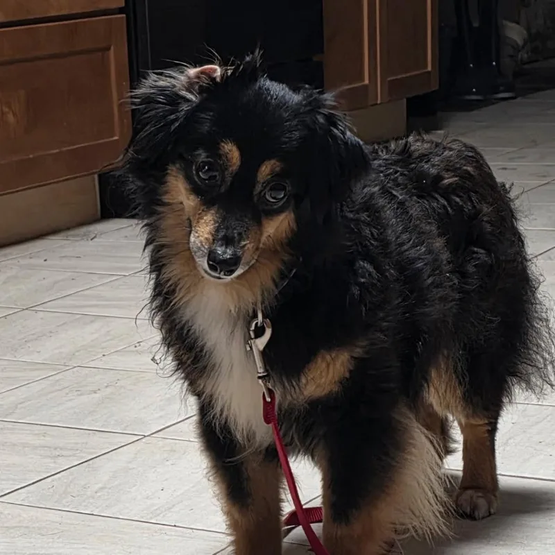 Emmy Lou thumbnail 2