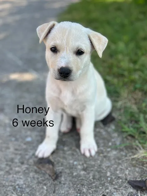 Honey Bee
