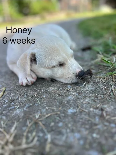 Honey Bee thumbnail 4