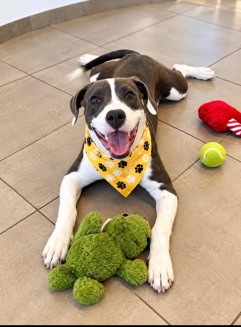 A young large-sized male Terrier dog named Silas for adoption in Euless, TX