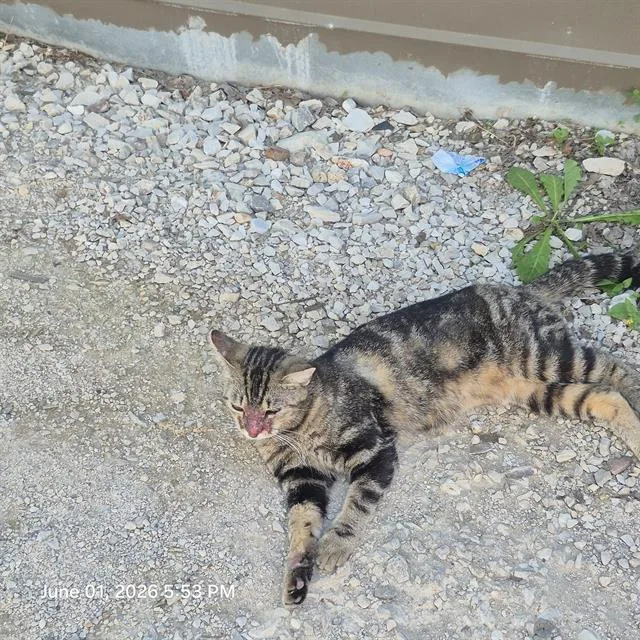 A young small-sized female Domestic Short Hair cat named Sorbet for adoption in San Antonio, TX