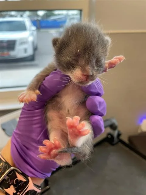 A baby small-sized male Domestic Short Hair cat named Flea for adoption in Palmetto, FL