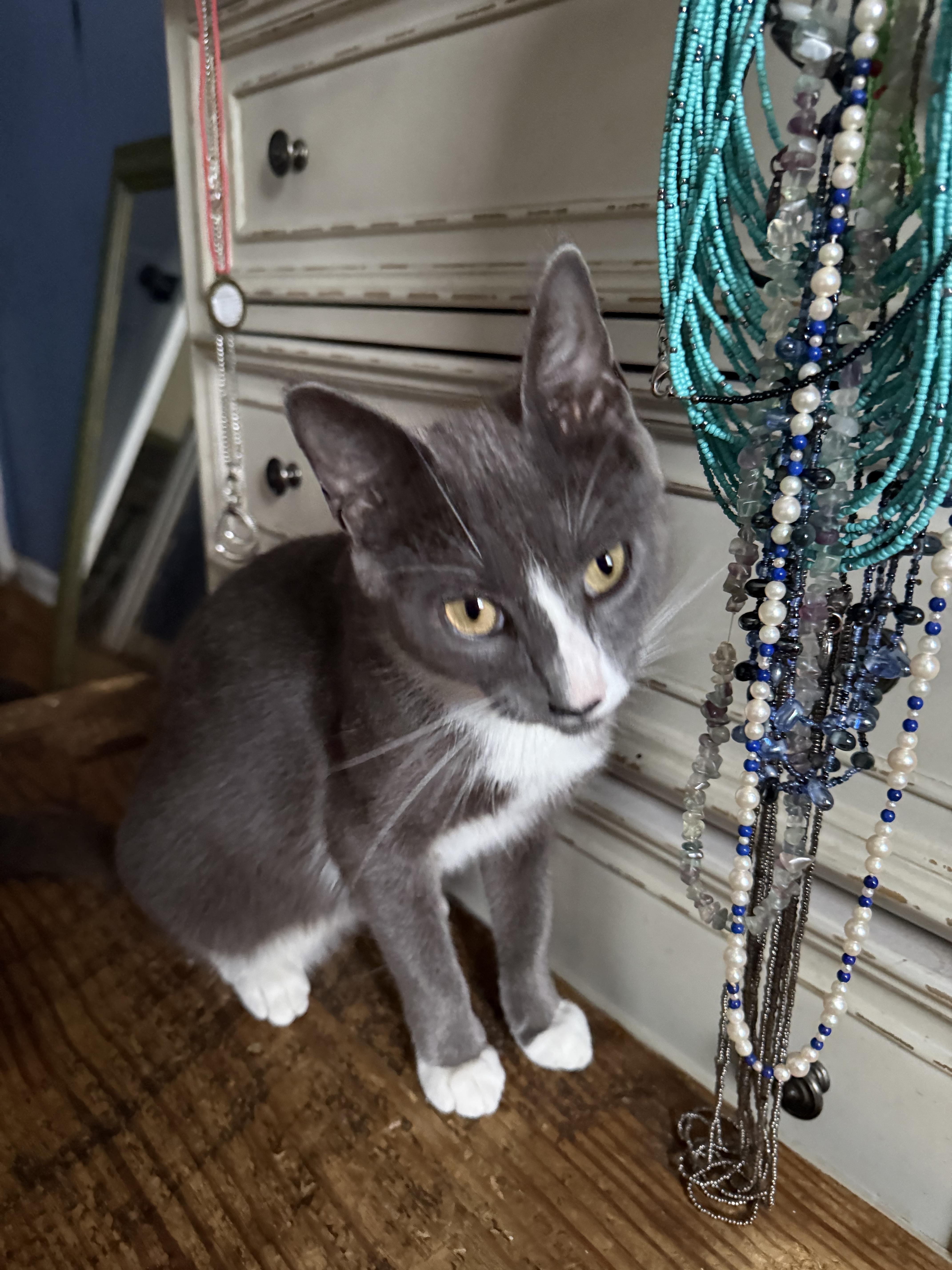 An adult medium-sized female Domestic Short Hair cat named Sage for adoption in Pleasant Valley, NY