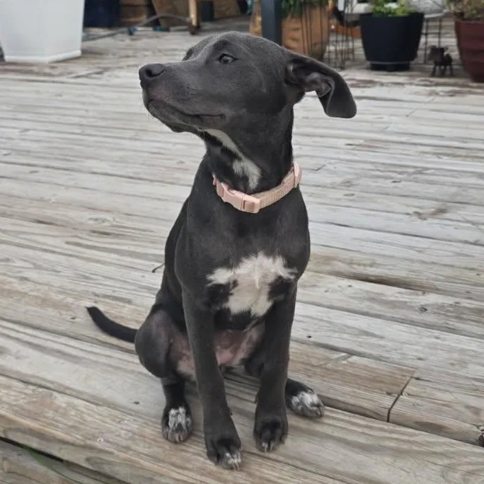 A baby medium-sized female Gray / Blue / Silver Pit Bull Terrier dog named Belle for adoption in CORPUS CHRISTI, TX