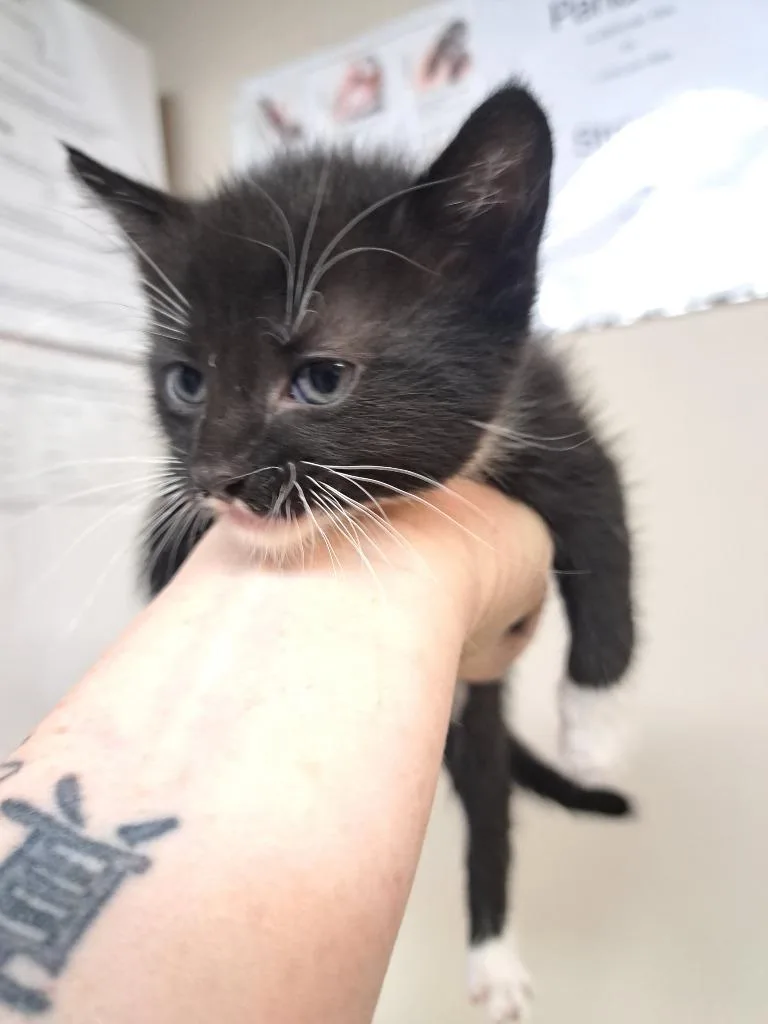 A baby medium-sized male Domestic Short Hair cat named Toby for adoption in Fayetteville, TN