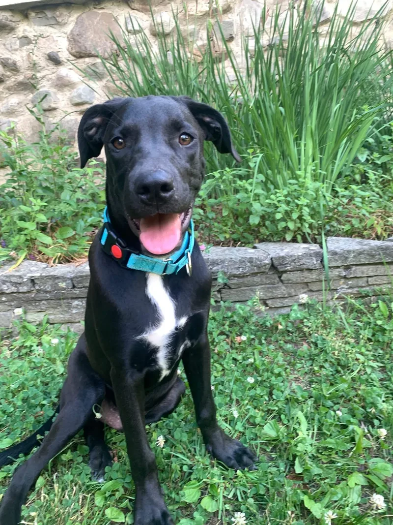 A baby medium-sized male Black Labrador Retriever dog named Chad for adoption in Highland, NY