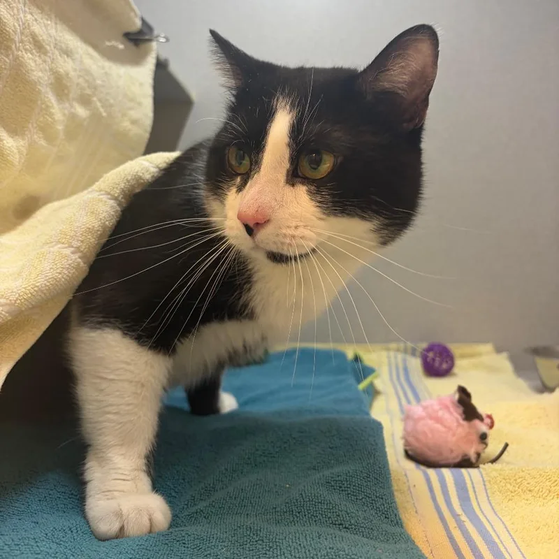 An adult medium-sized male Black Domestic Short Hair cat named Megatron for adoption in Pittsburgh, PA