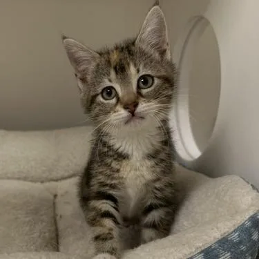 A baby small-sized female Gray / Blue / Silver Domestic Short Hair cat named Minnie for adoption in Stillwater, OK