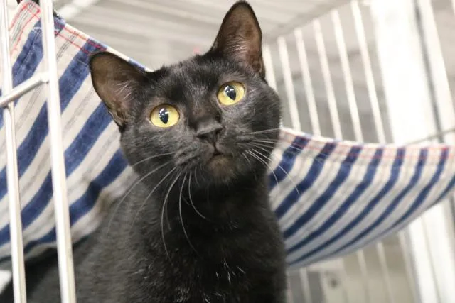 A senior small-sized female Domestic Short Hair cat named Missy for adoption in Ocala, FL
