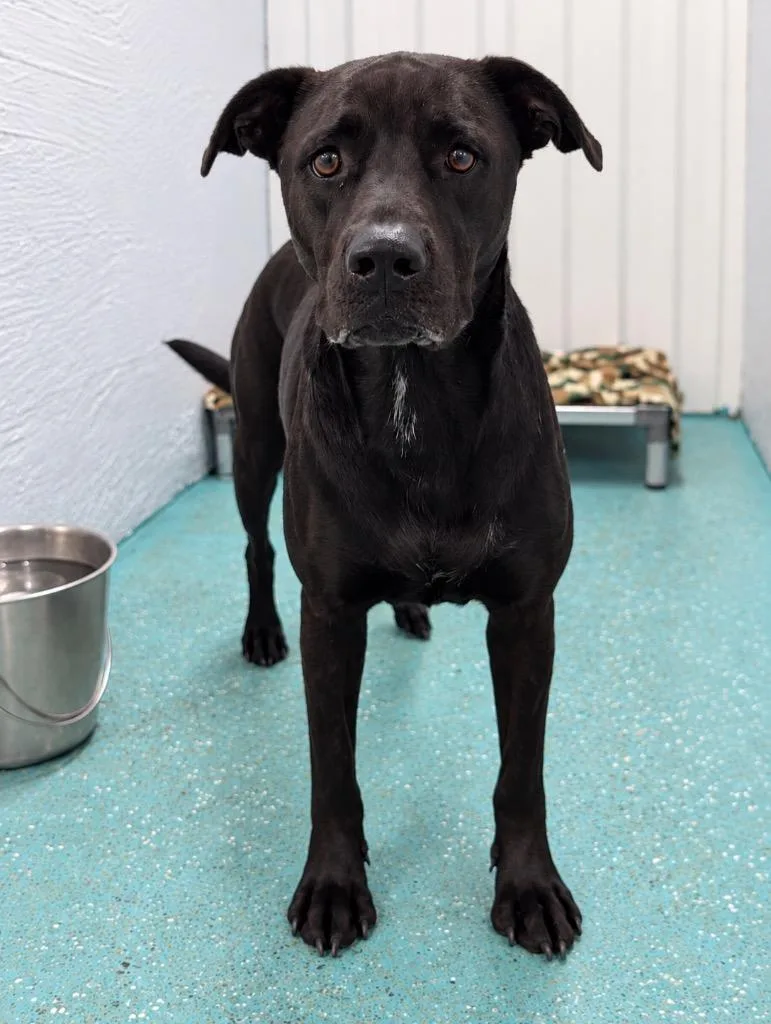 A young medium-sized female Pit Bull Terrier dog named Luna for adoption in Seven Points, TX