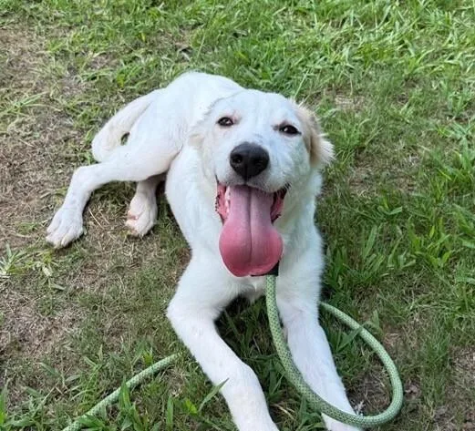Pup Cream Puff