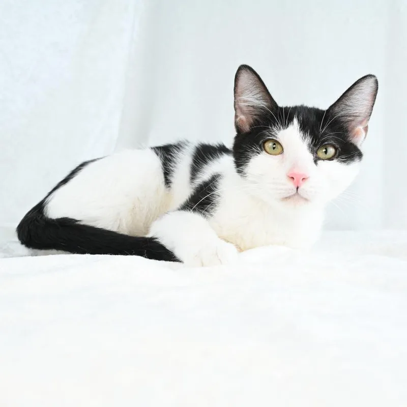 A baby small-sized female White Domestic Short Hair cat named Katiya for adoption in Mobile, AL