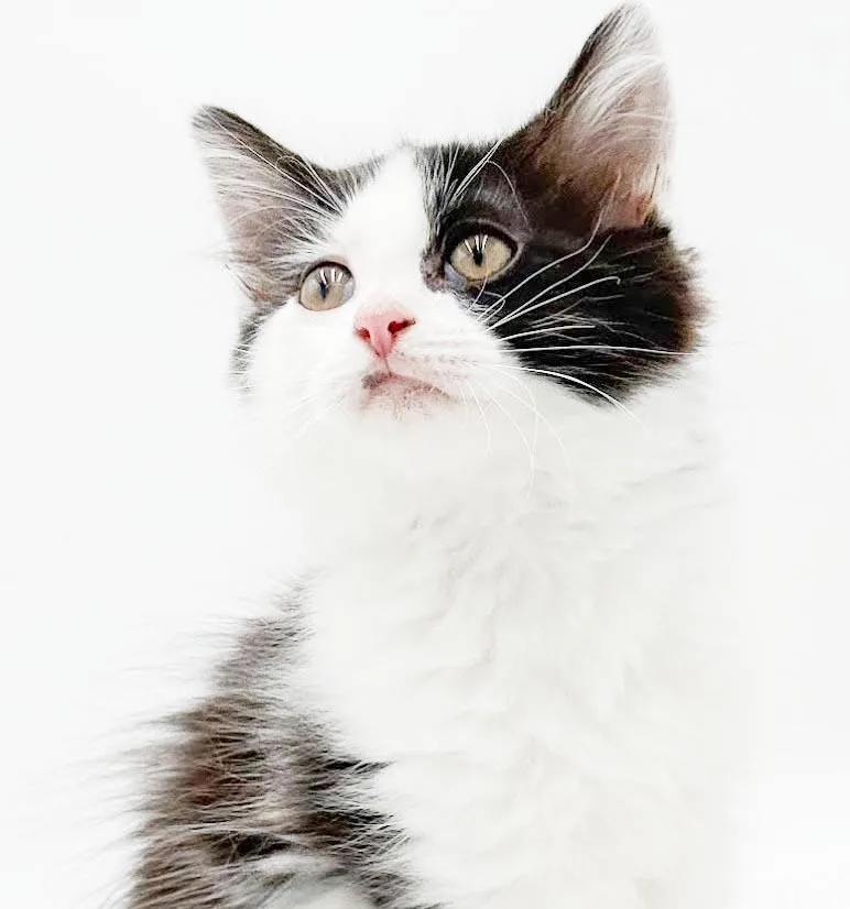 A baby small-sized male White Ragdoll cat named Spray Paint is our for adoption in Bedford Hills, NY