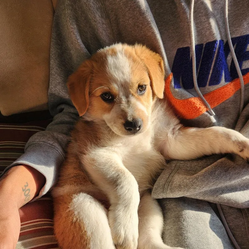 A baby medium-sized female Brown / Chocolate Hound dog named Michelle Phillips for adoption in Joliet, IL