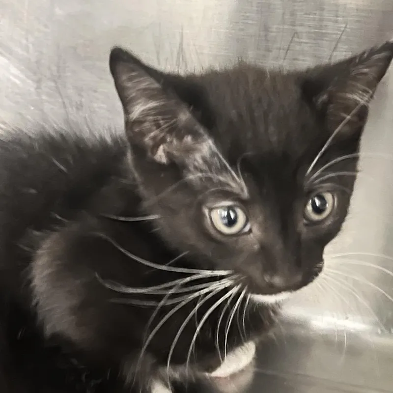 A baby small-sized male Black Domestic Short Hair cat named Einstein for adoption in West Palm Beach, FL