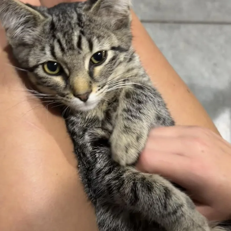 A baby small-sized male Brown / Chocolate Domestic Short Hair cat named Patrick C for adoption in Princeton, MN