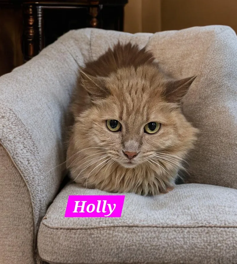 A senior medium-sized female Domestic Long Hair cat named Holly for adoption in Jim Thorpe, PA