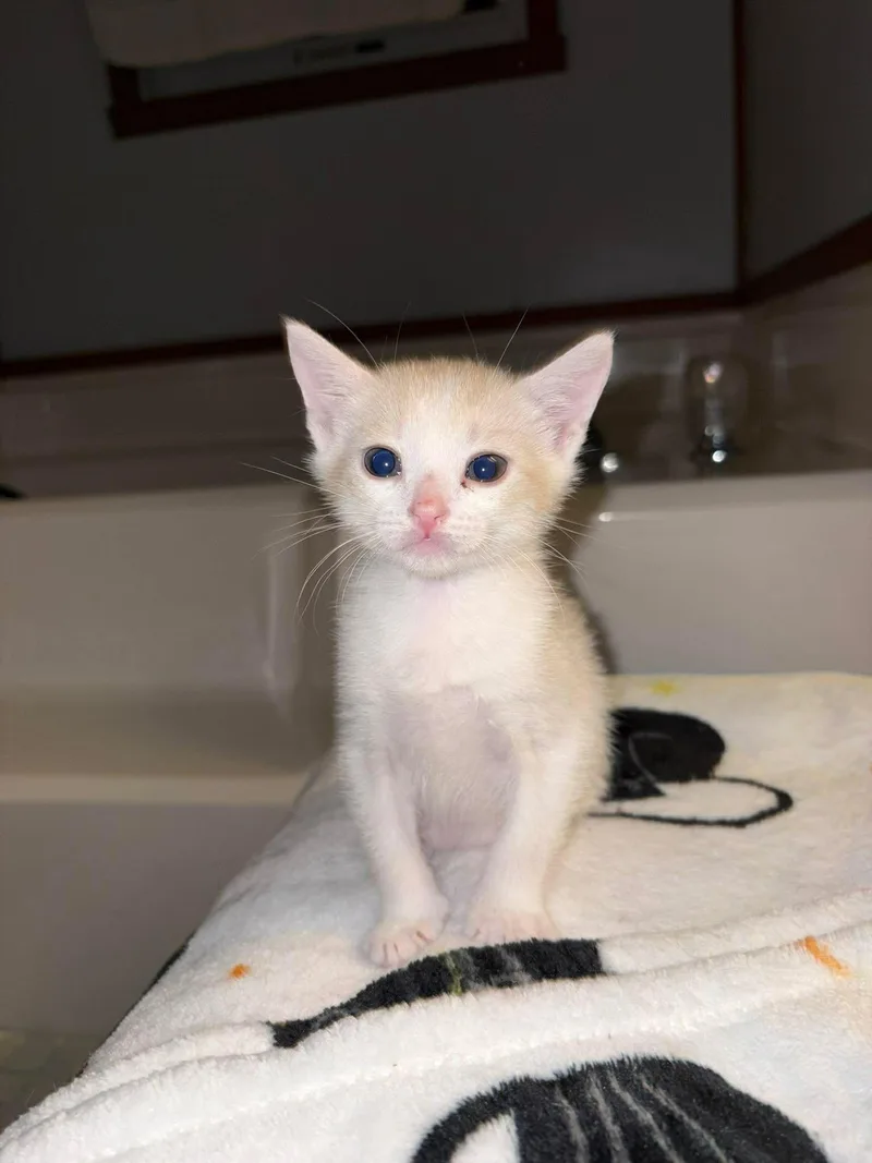 A young medium-sized male Orange & White Domestic Short Hair cat named Baked Beans for adoption in Camden, SC