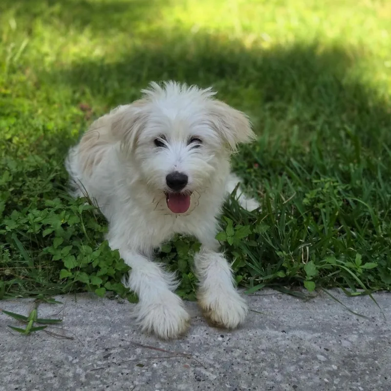A baby small-sized female White / Cream Golden Retriever dog named Tess for adoption in Tomah, WI
