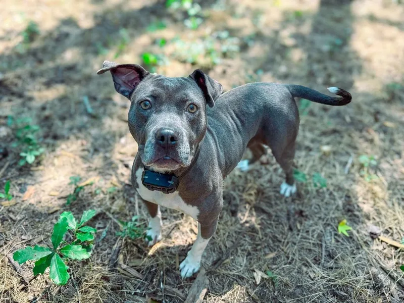 A young medium-sized female Pit Bull Terrier dog named Sindel for adoption in Macon, GA