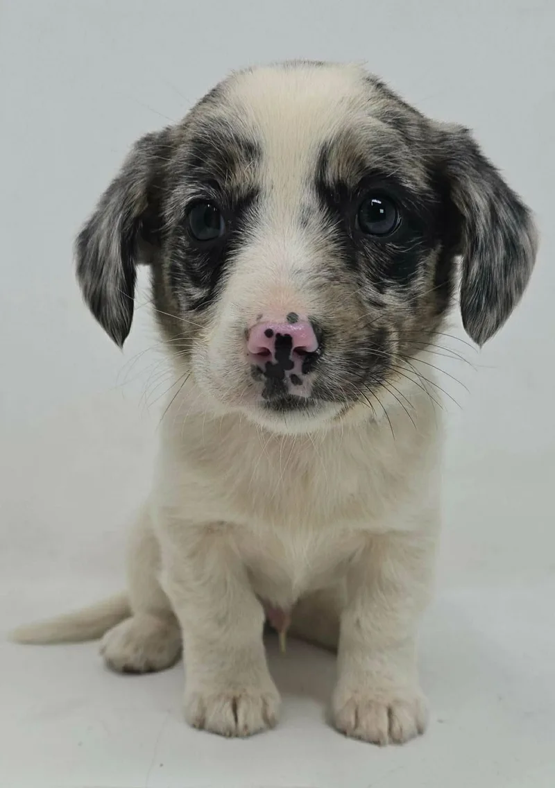 A young medium-sized male Australian Shepherd dog named Carolina King for adoption in Pomfret Center, CT