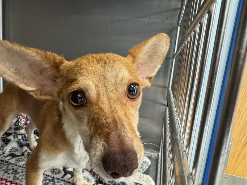 An adult small-sized male Chihuahua dog named Buddymojo for adoption in Kingman, AZ